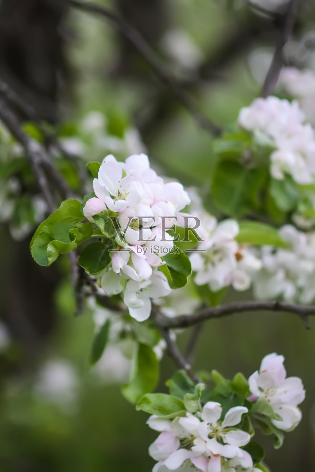 苹果树在春天开花。精致的花朵。照片摄影图片