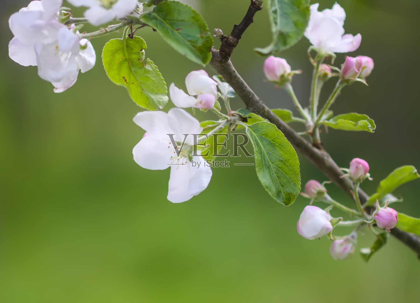 春天盛开的苹果树。照片摄影图片