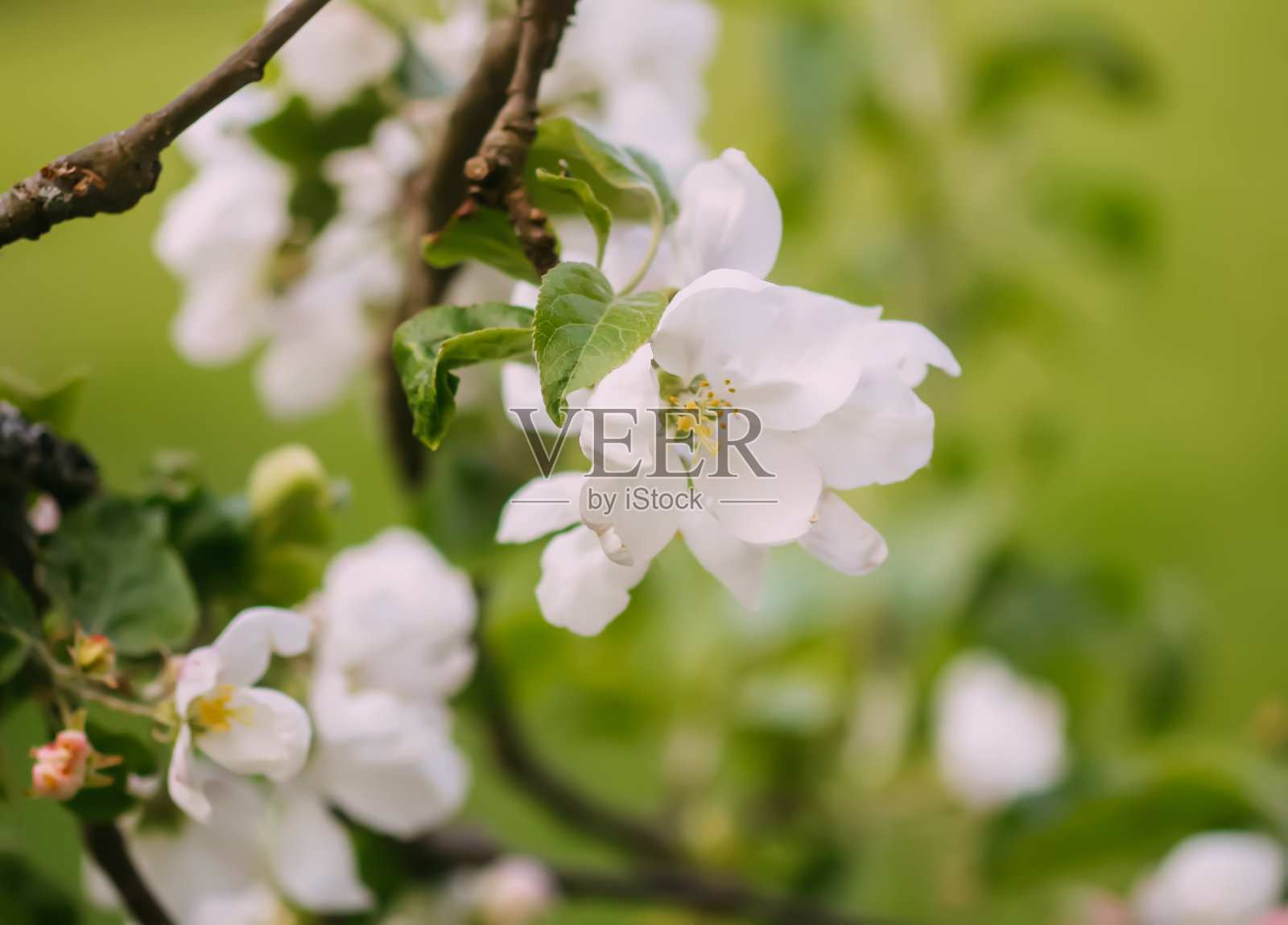 苹果树在春天开花。精致的花朵。照片摄影图片