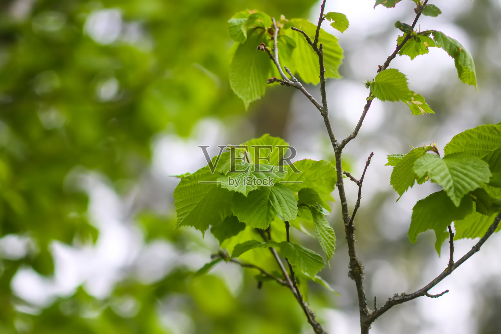 苹果树在春天开花。精致的花朵。照片摄影图片