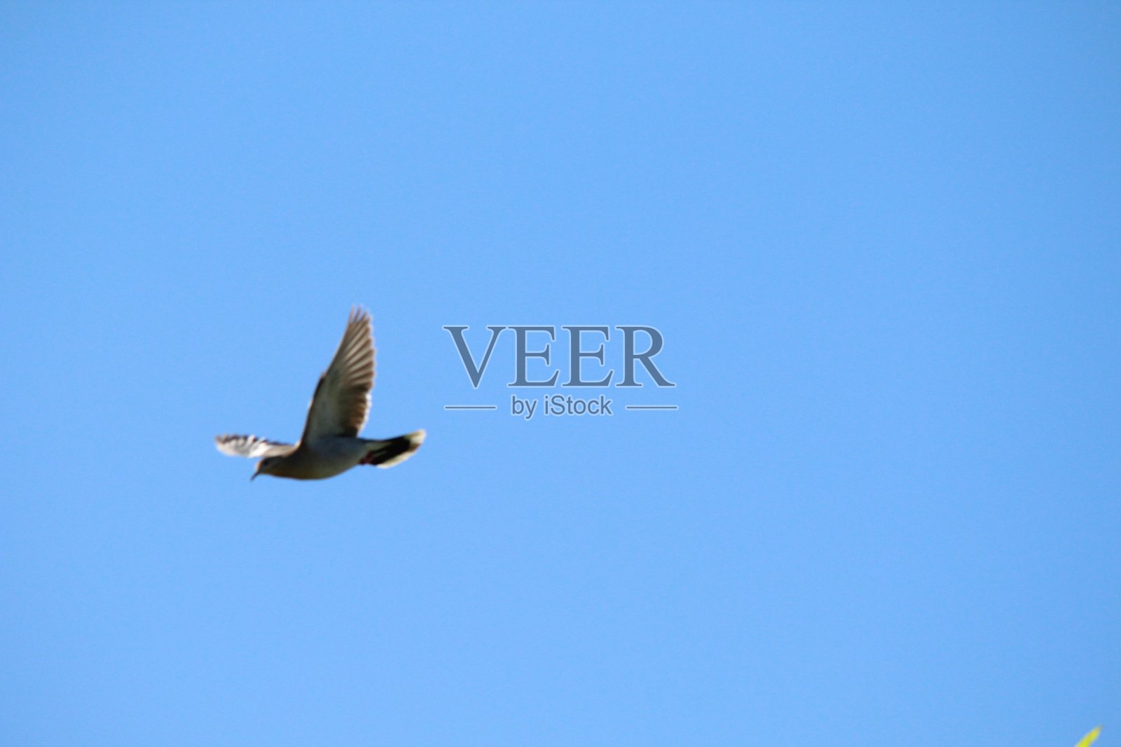 更多的鸽子照片摄影图片