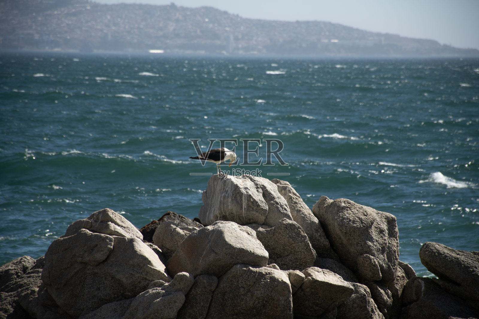 太平洋智利海岸上的石头上的海鸥鸟，背景是Valparaíso照片摄影图片