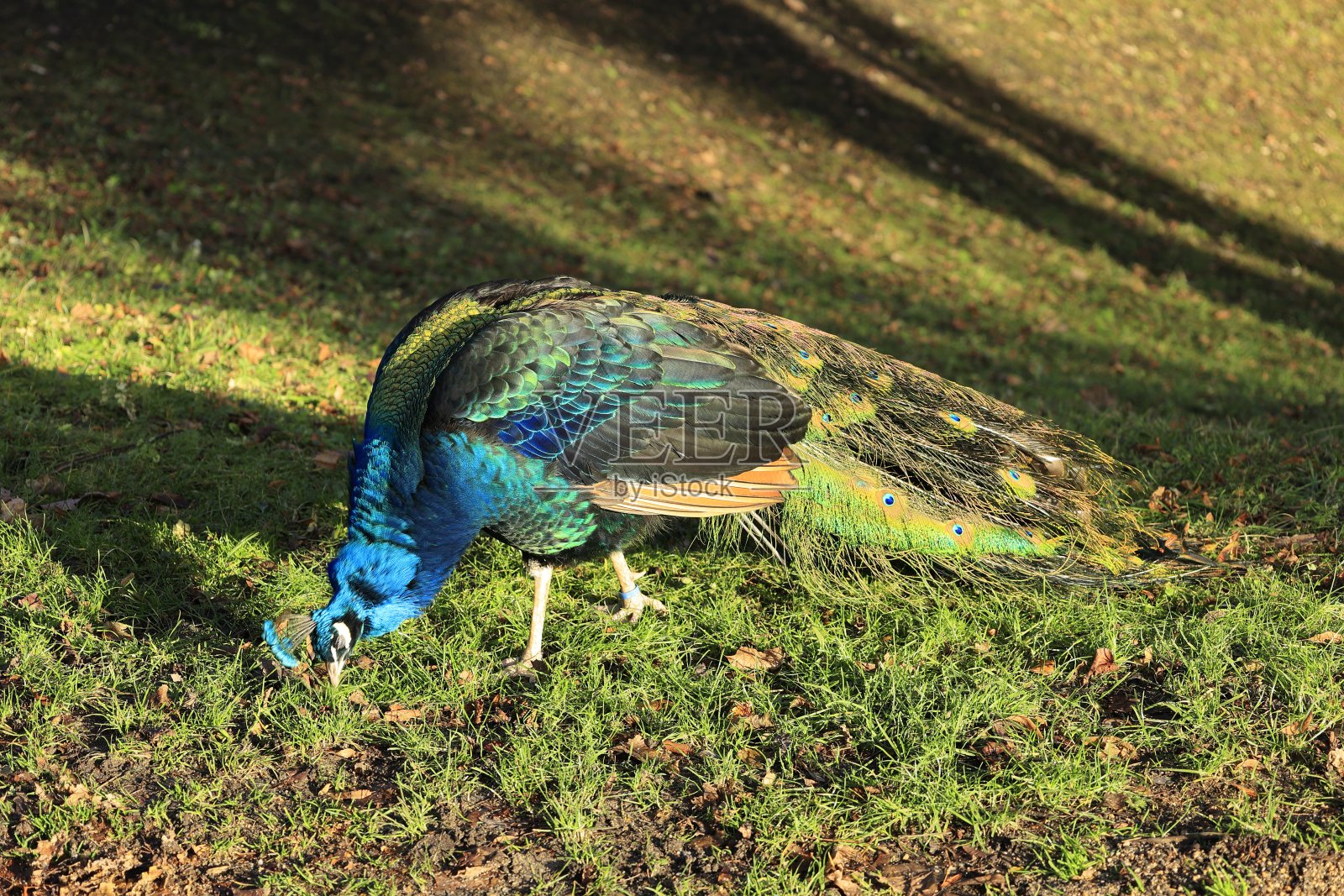 孔雀站在草地上啄草照片摄影图片