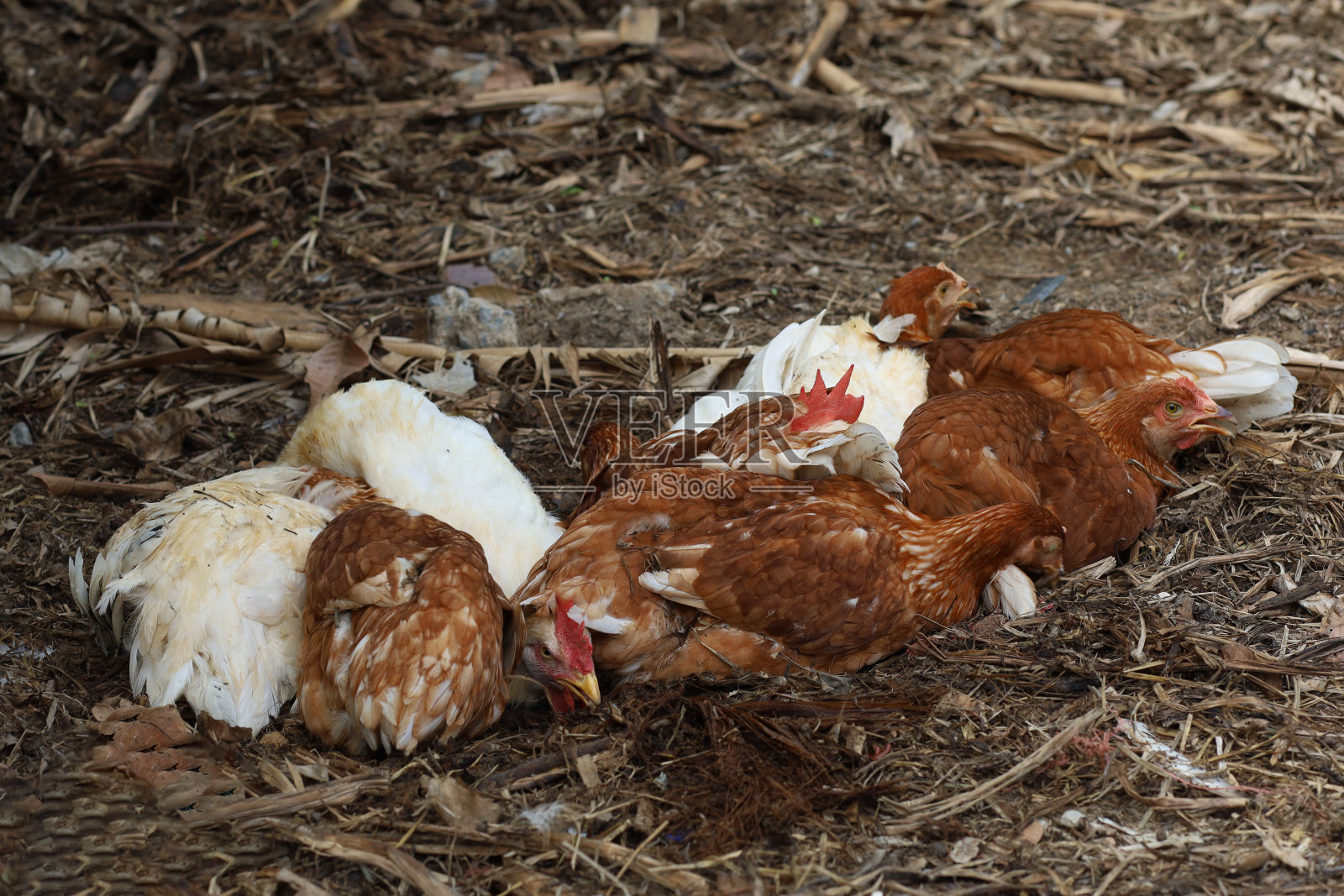 罗得岛红母鸡在花园的地板上睡觉休息照片摄影图片