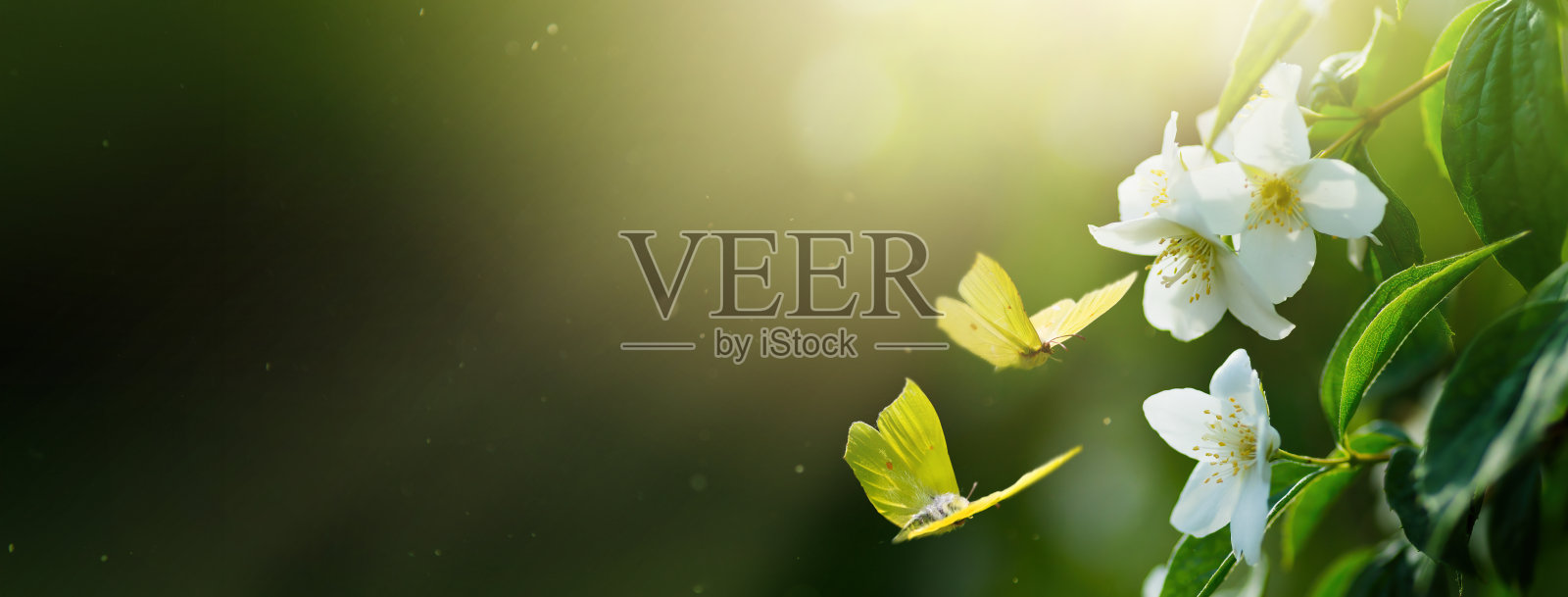 美丽的春夏盛开的边界，盛开的茉莉花丛和飞舞的蝴蝶在绿色的背景。软选择性聚焦;复制Spase照片摄影图片