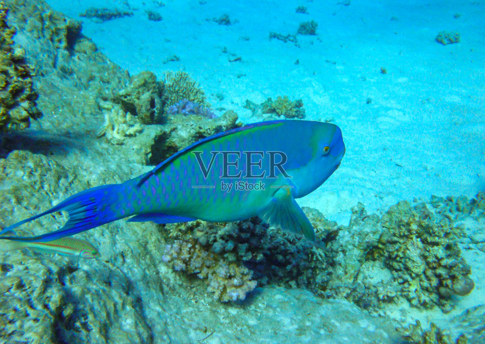 蓝鹦嘴鱼：游弋在埃及红海的珊瑚之上照片摄影图片