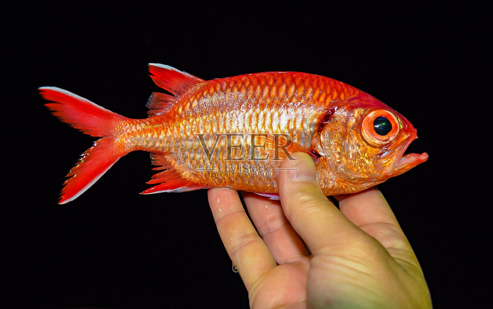 红海捕获的红色鱼照片摄影图片