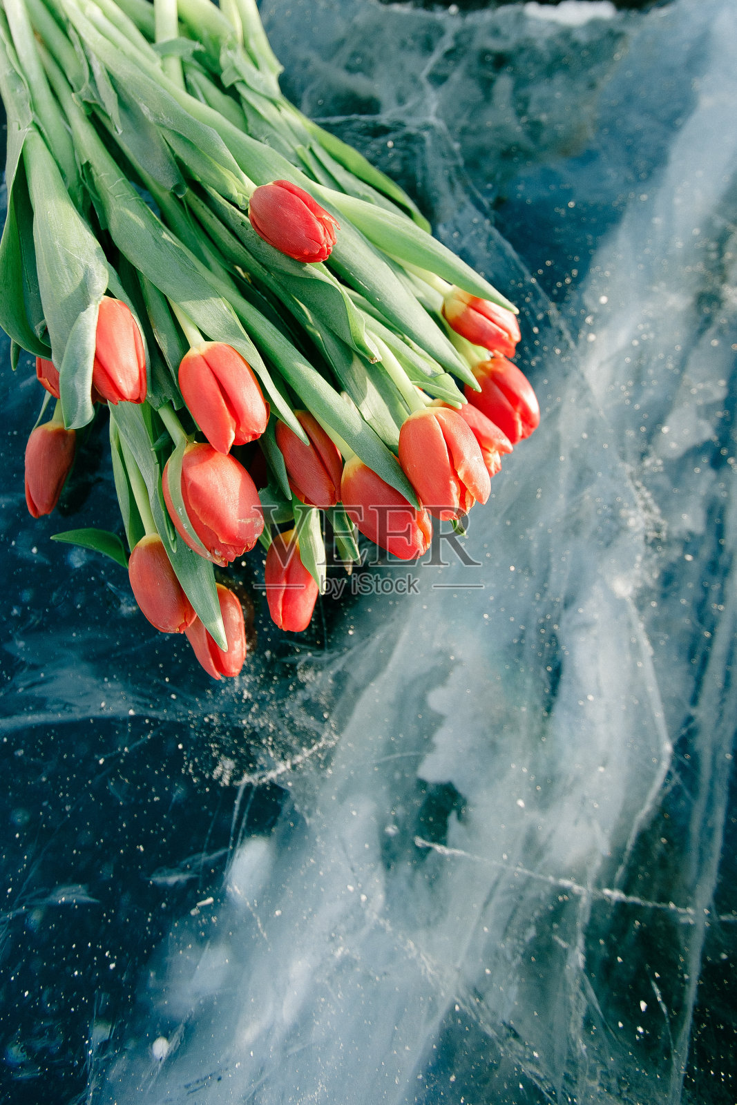 西伯利亚冬天，红色的郁金香在冰冷的蓝色冰面上，为春天做准备照片摄影图片