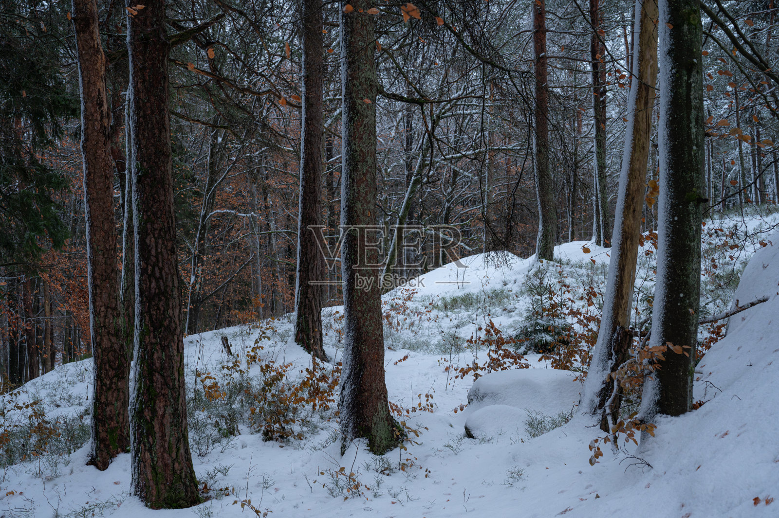 冬日里神奇的森林。照片摄影图片