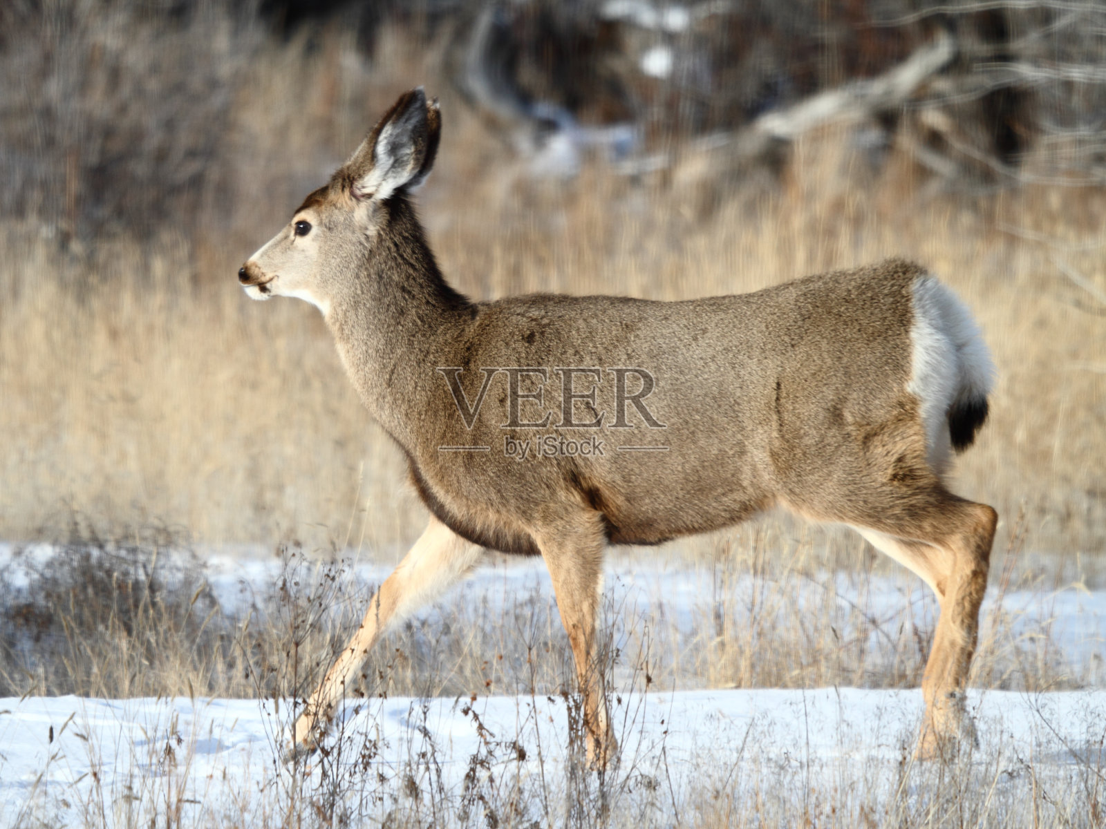 黑尾鹿照片摄影图片