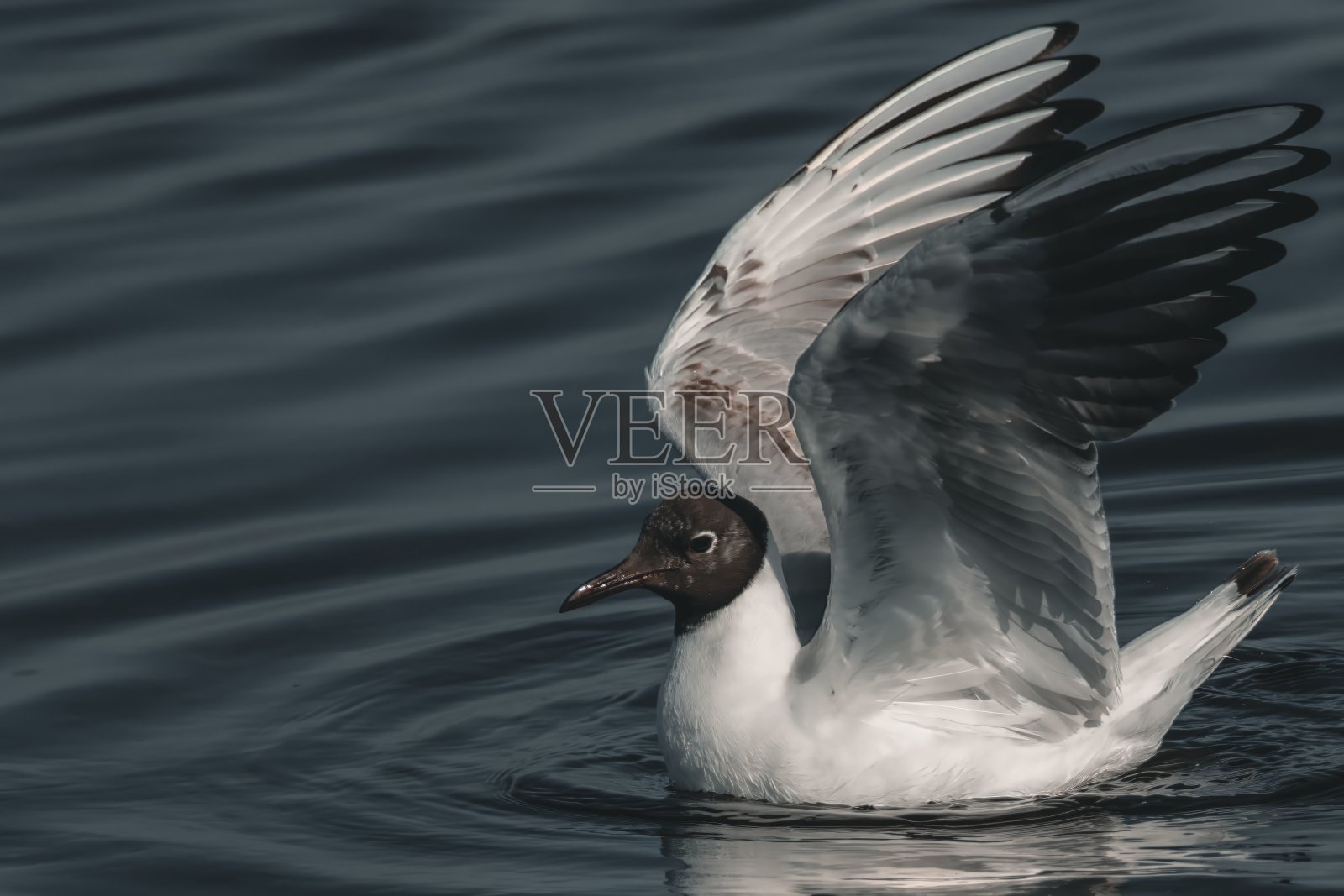 在阴天飞过一片水域的鸟照片摄影图片