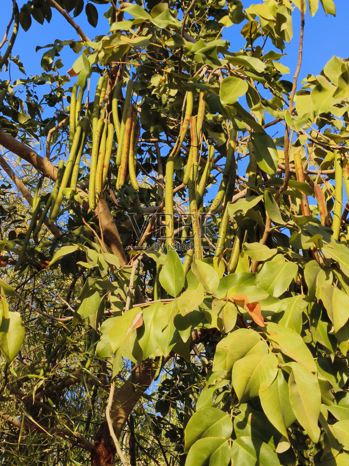 决明子照片摄影图片