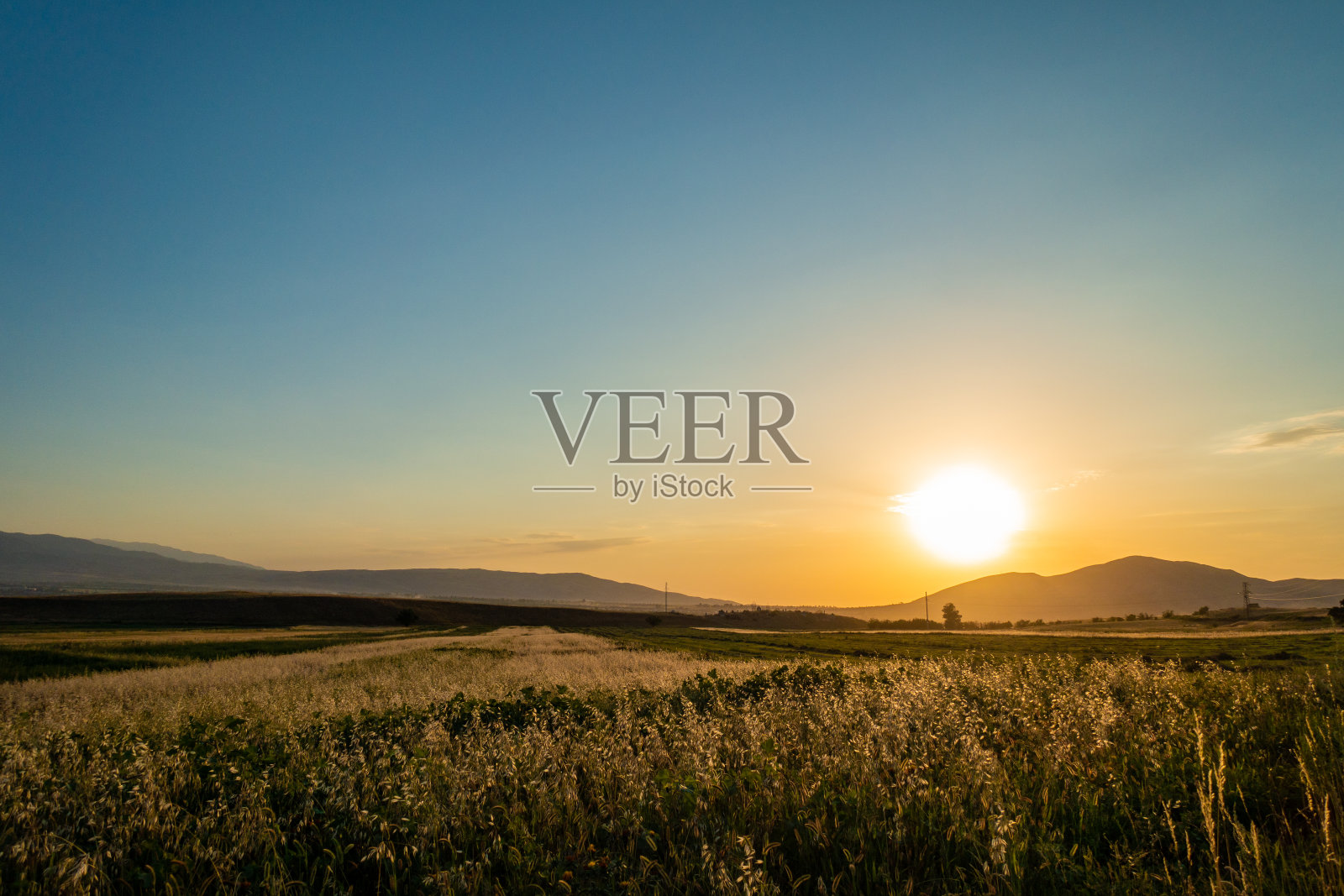 群山背景下的麦穗。夕阳照亮了麦田。吉尔吉斯斯坦。自然背景照片摄影图片