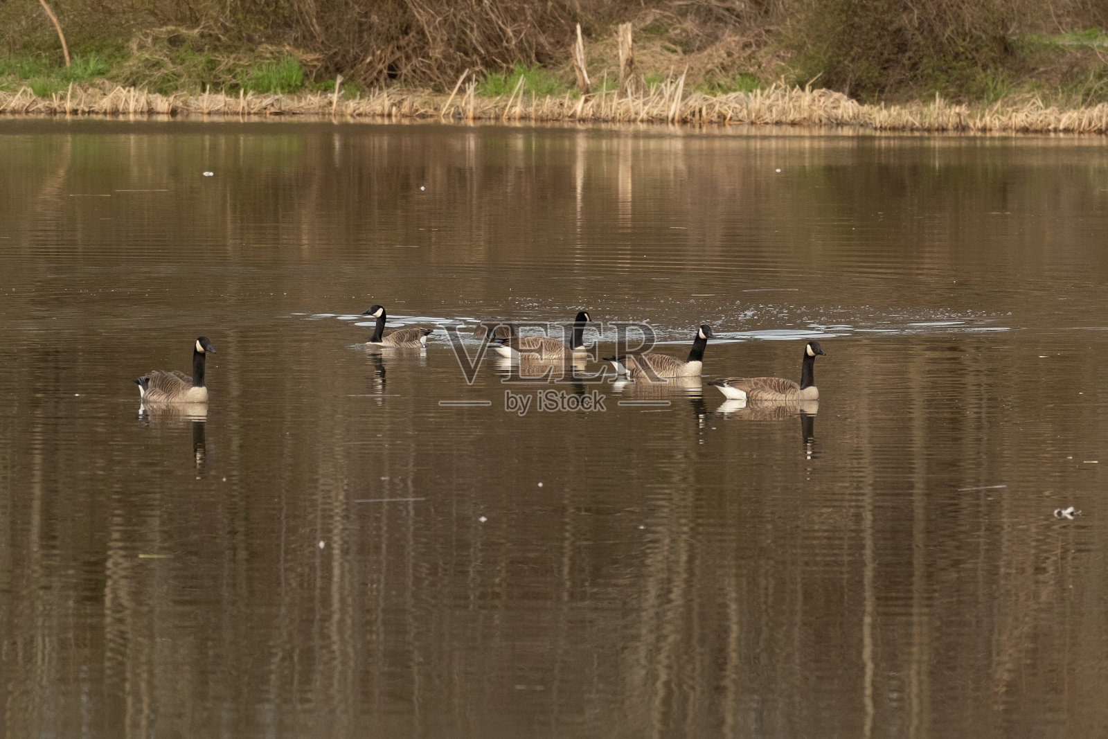 一群加拿大鹅在安静的湖中游泳照片摄影图片