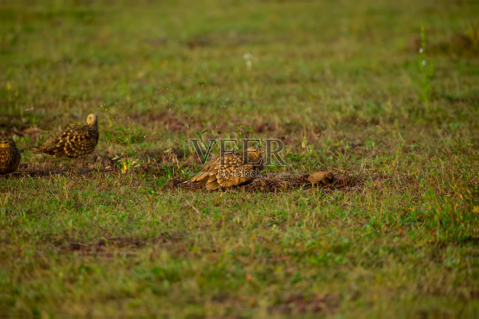 三只小鸟和两只小鸟宝宝站在草地上照片摄影图片