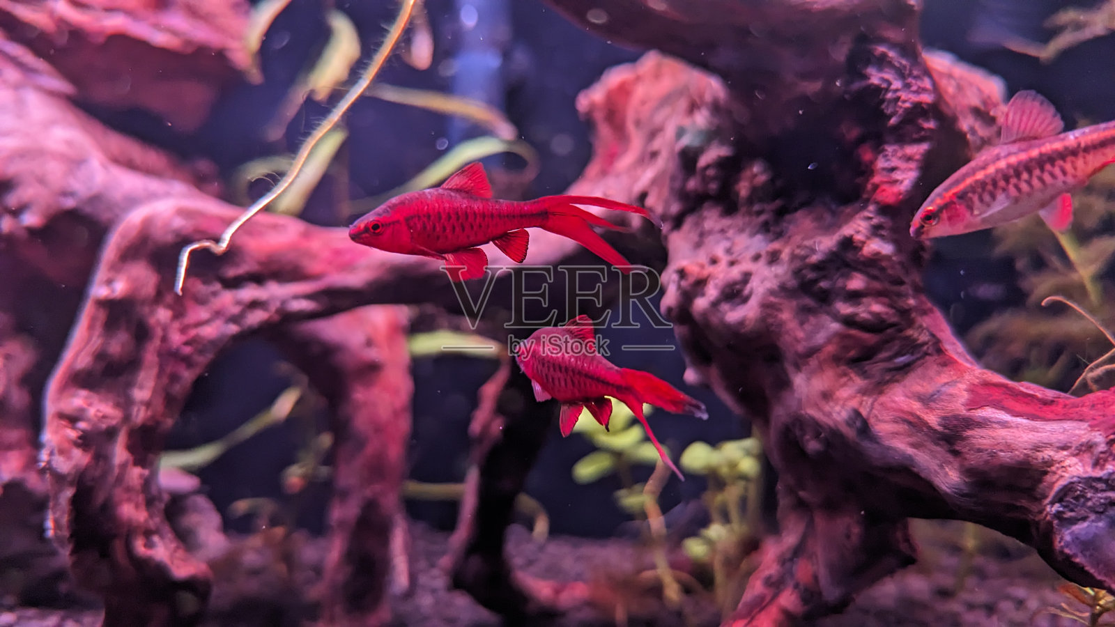 面纱尾樱桃倒钩照片摄影图片