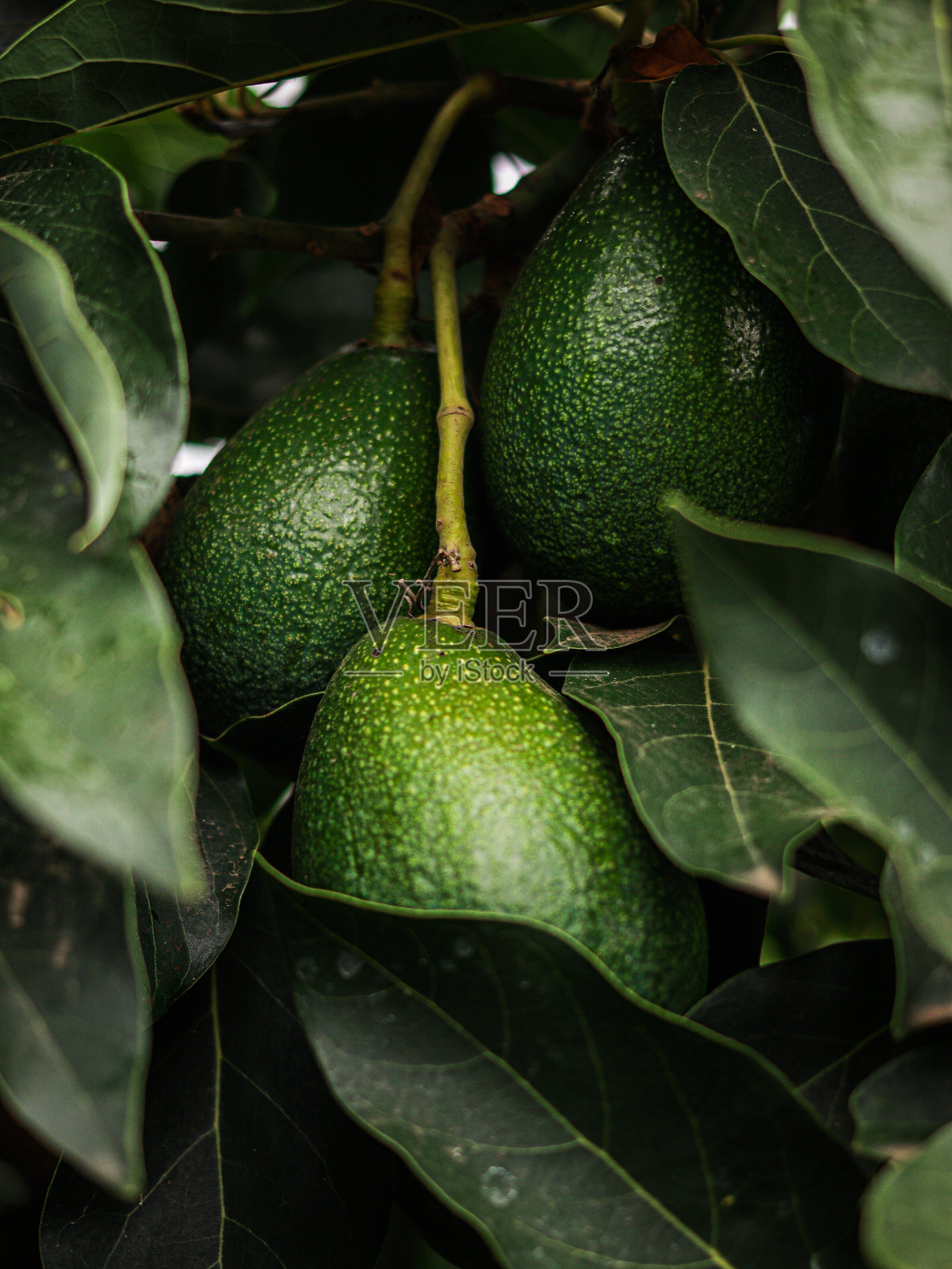 鳄梨照片摄影图片