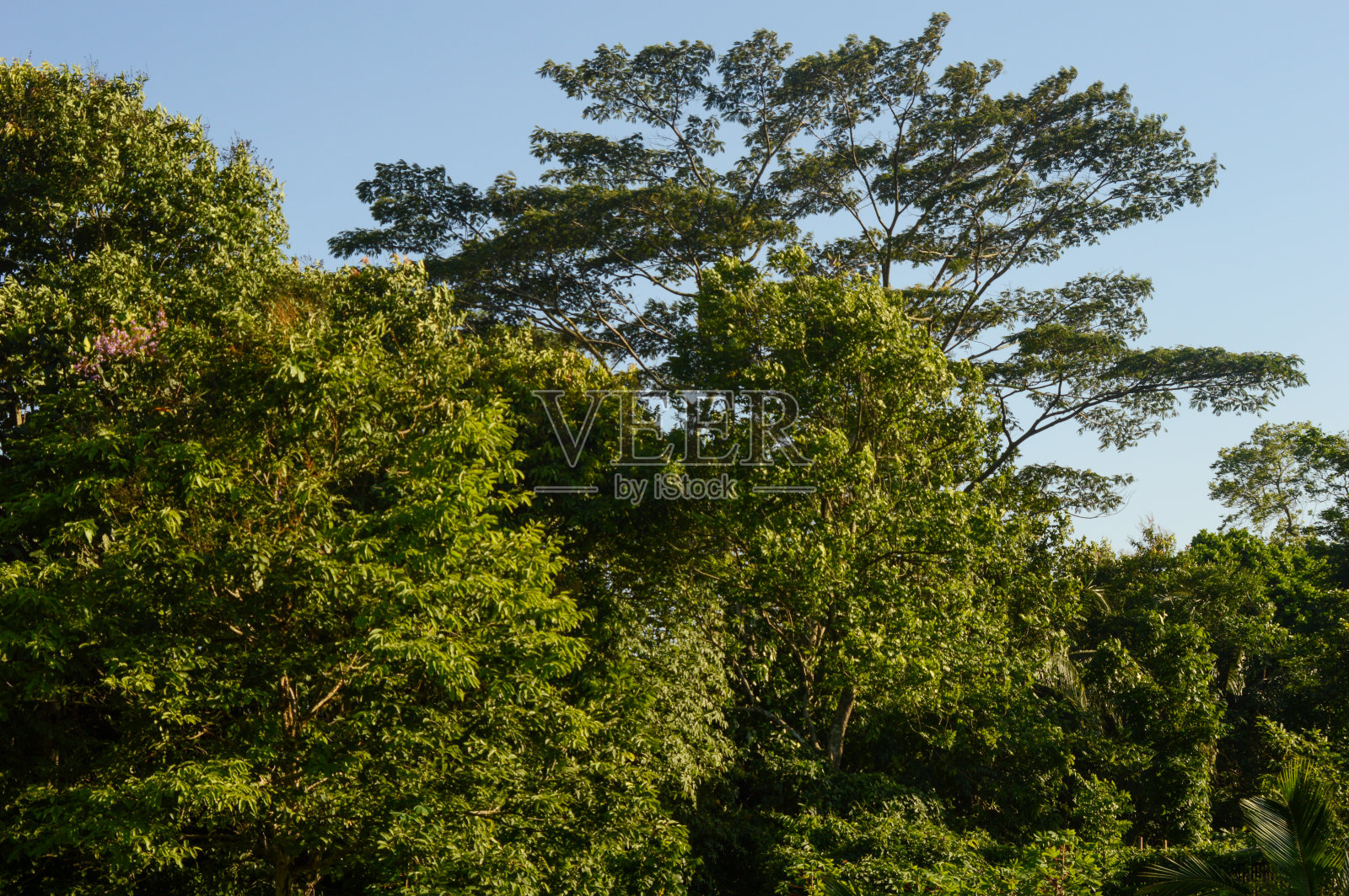 森林里的高大树木照片摄影图片
