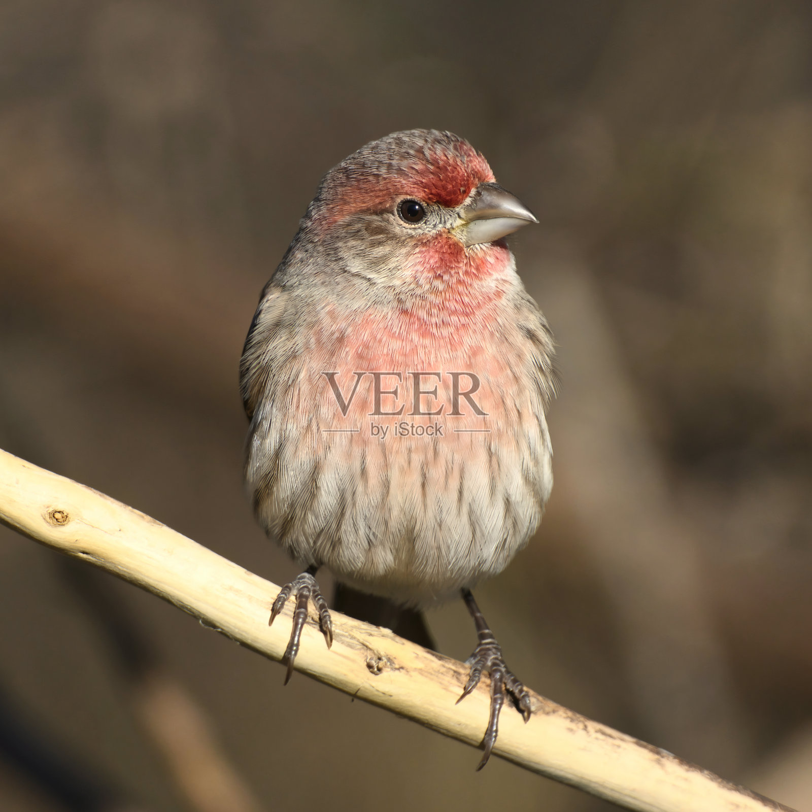 雄性家雀。多佛,田纳西州照片摄影图片