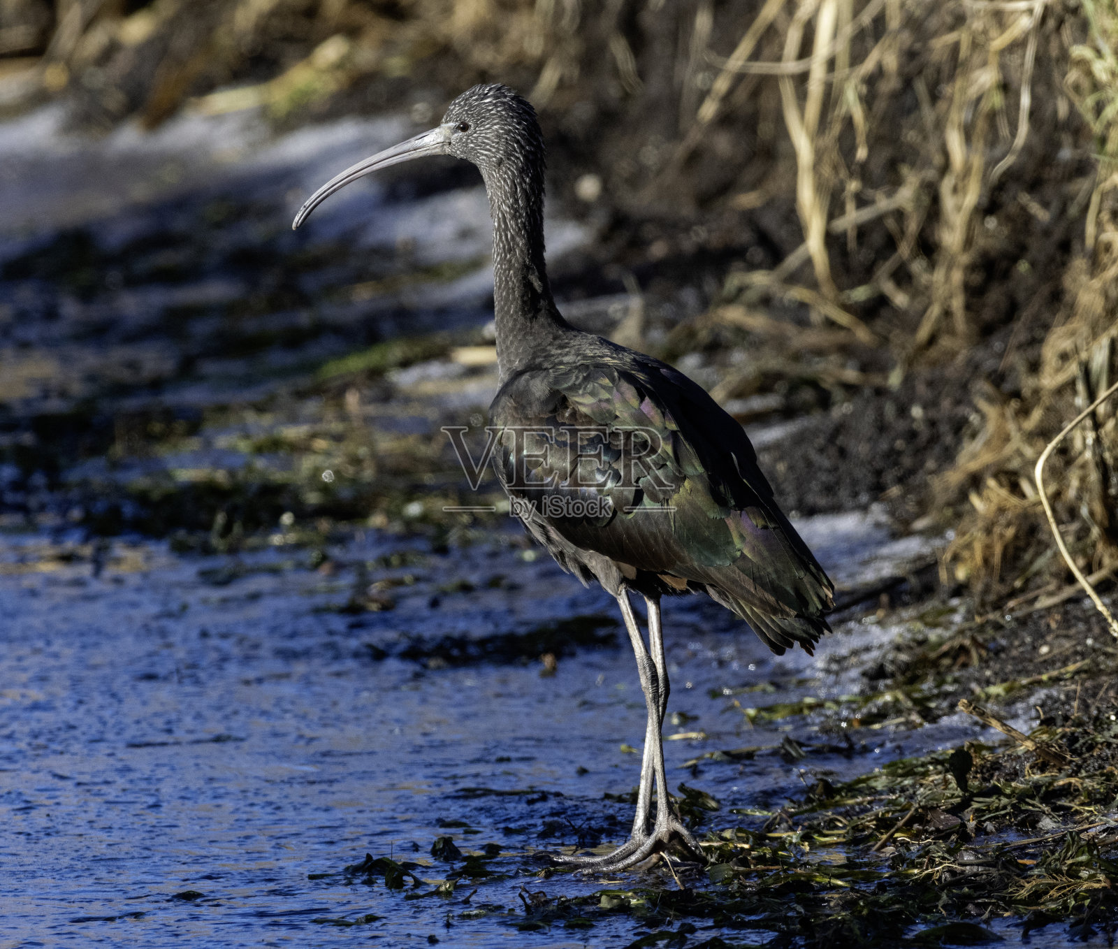 光滑的宜必思照片摄影图片
