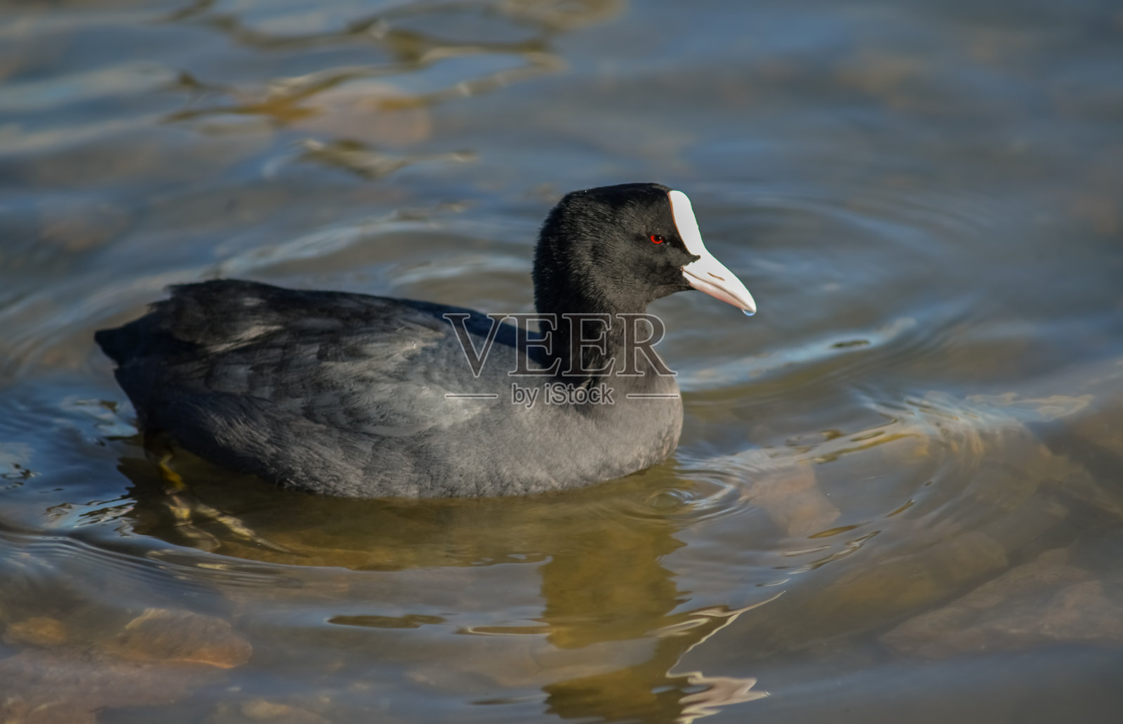 欧亚骨顶(Fulica atra)，也被称为骨顶。乌克兰的鸟。照片摄影图片