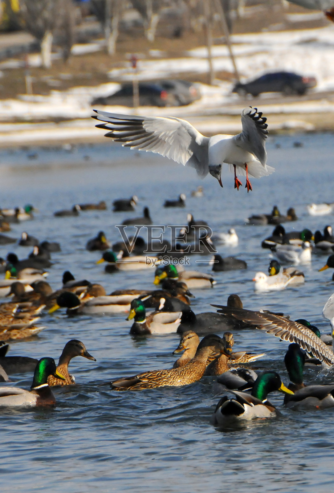 乌克兰的鸟。天鹅、海鸥和鸭子——黑海的越冬水禽照片摄影图片