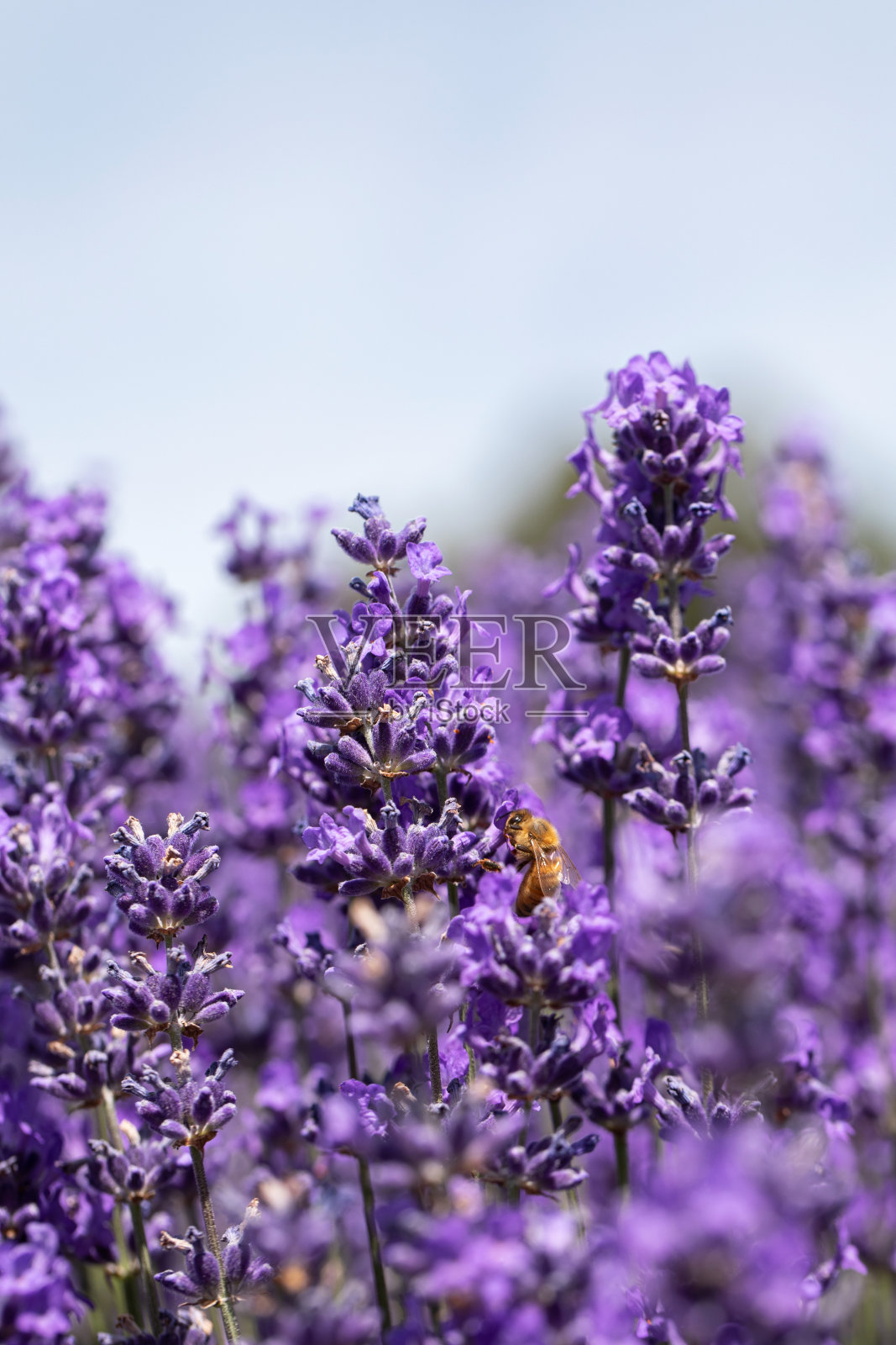 蜜蜂给熏衣草授粉。夏季背景薰衣草花与蜜蜂。照片摄影图片