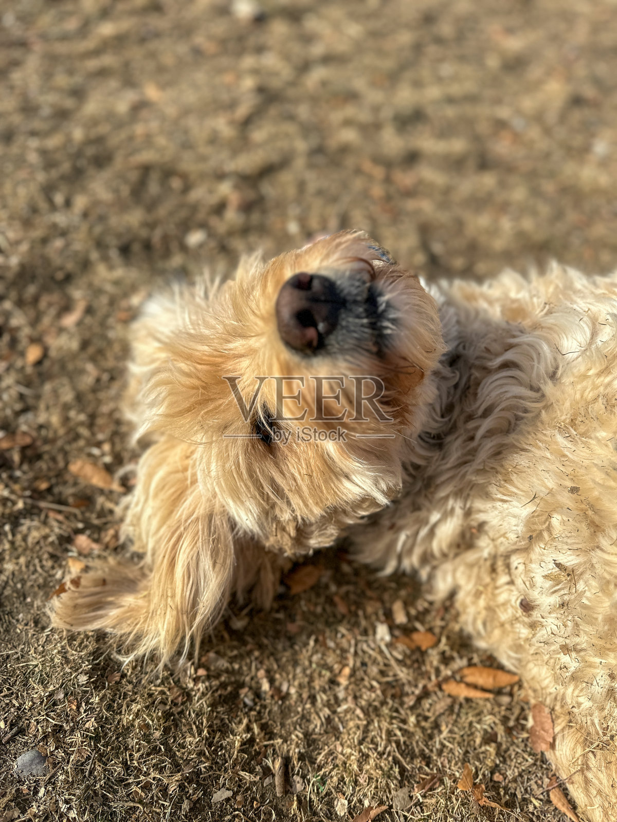 一只金色的嘟嘟狗在泥土里打滚照片摄影图片