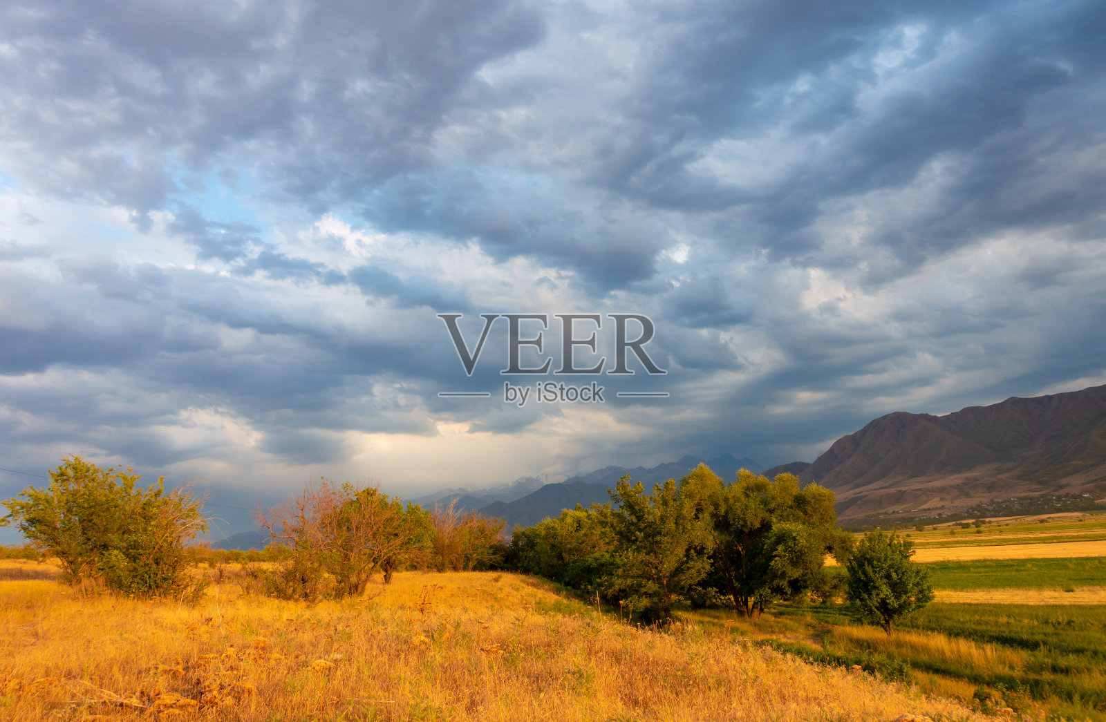 群山背景下的麦穗。夕阳照亮了麦田。吉尔吉斯斯坦。自然背景照片摄影图片