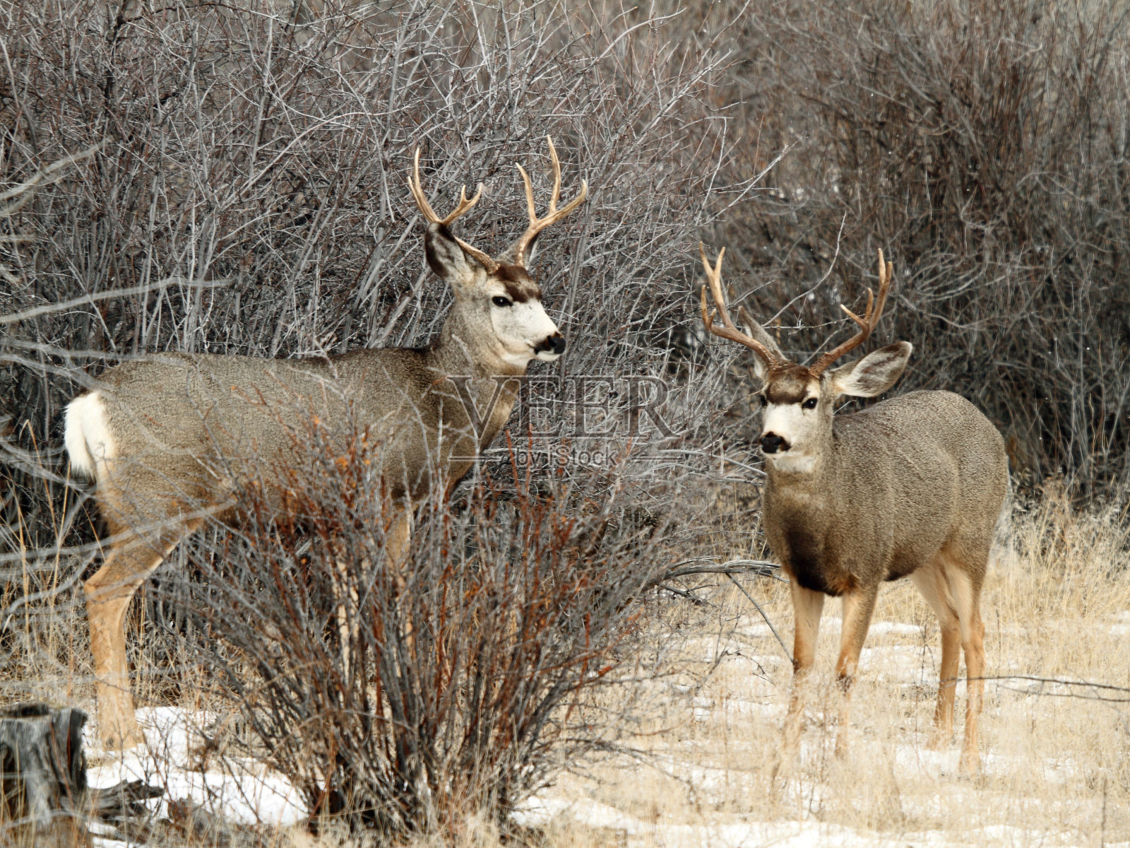 骡鹿照片摄影图片