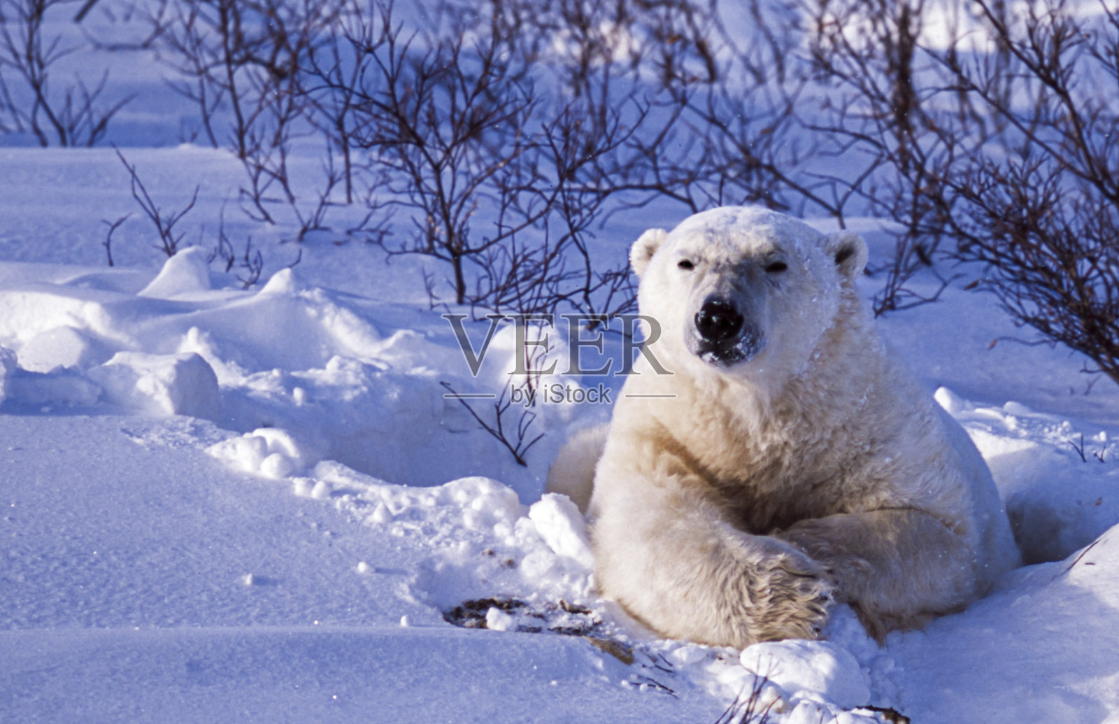丘吉尔柳树林中的野生北极熊照片摄影图片