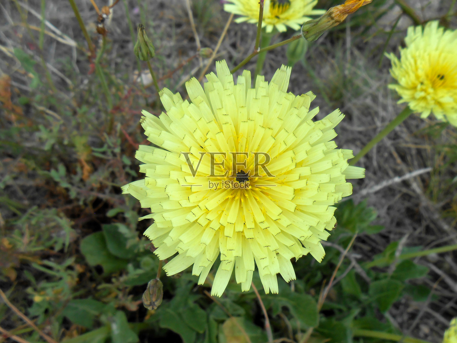 毛蚶属植物照片摄影图片