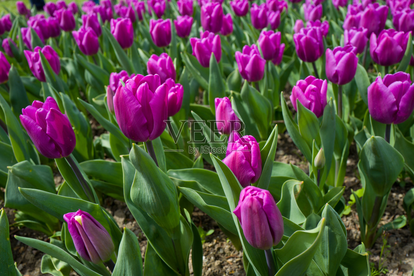 一片长满了紫色郁金香和一些绿叶的田地照片摄影图片