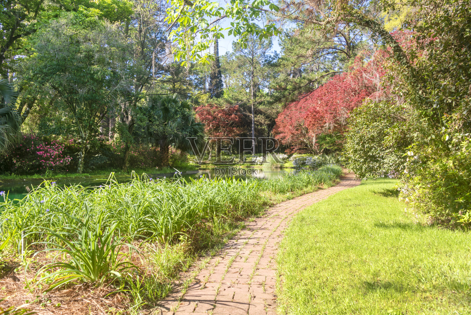 位于佛罗里达州塔拉哈西的麦克雷花园的花园小径照片摄影图片