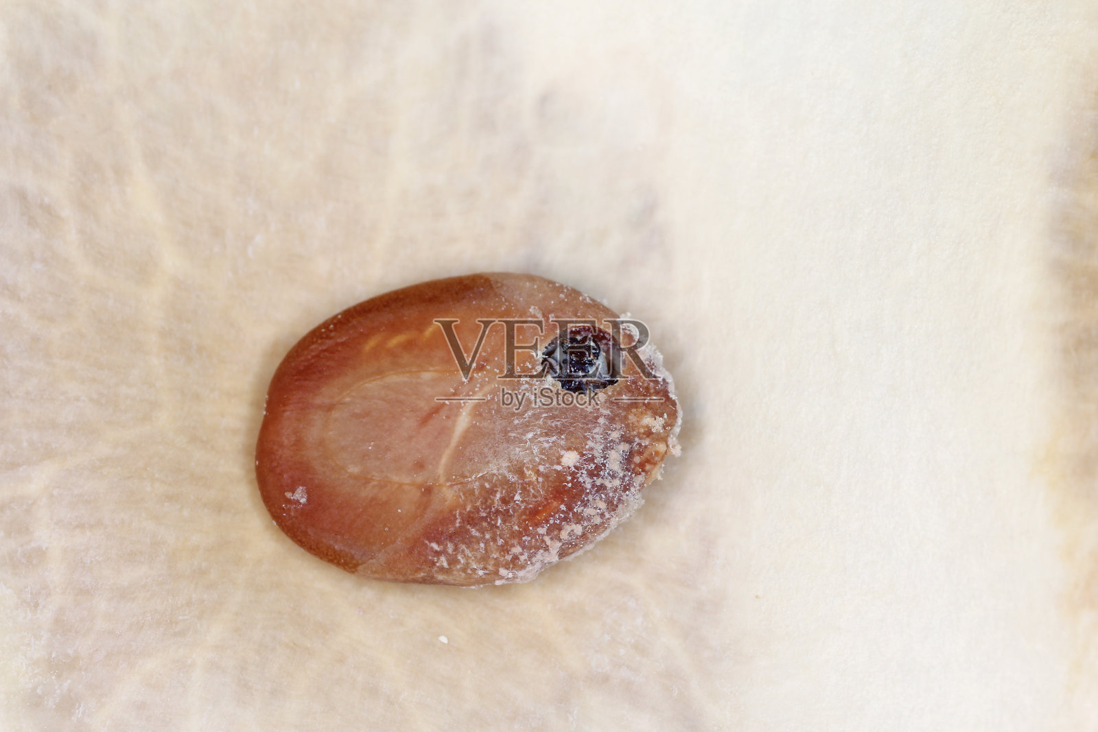 种子甲虫，豆科象鼻虫(豆科或原豆科)科，生长在植物种子内，豆科的一种树。照片摄影图片