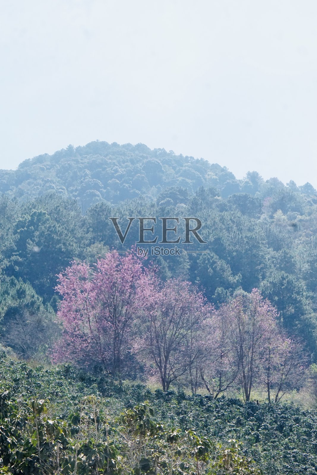 野生喜马拉雅樱花照片摄影图片