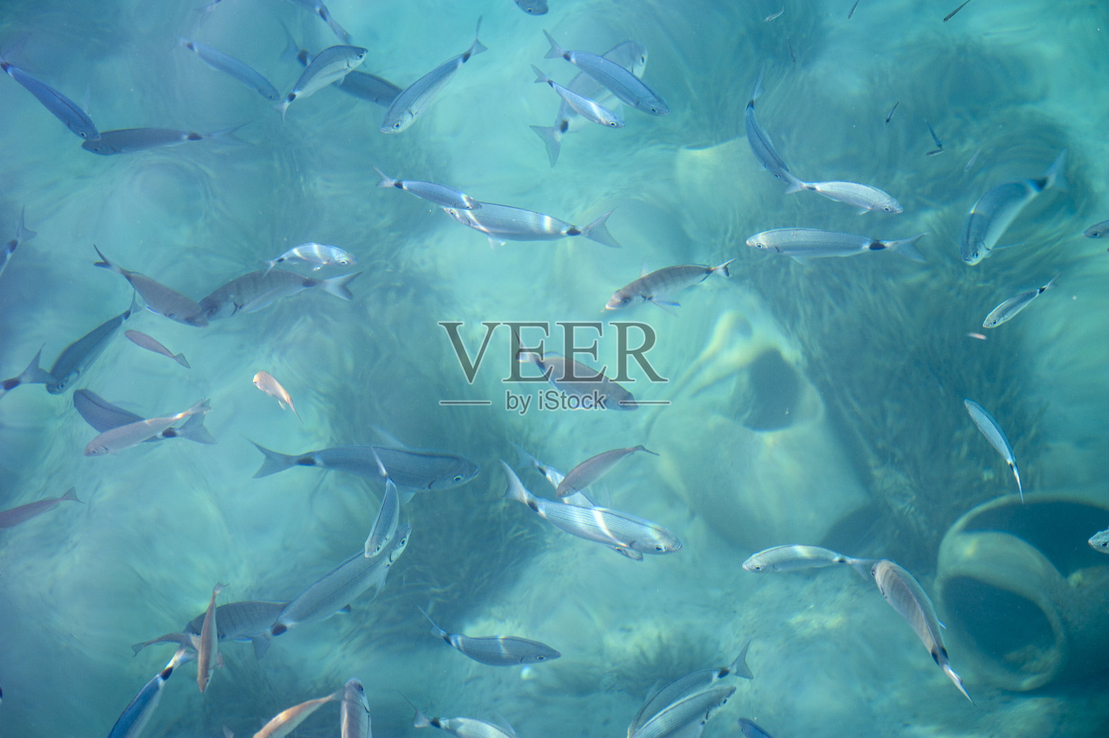 海面和鱼类照片摄影图片