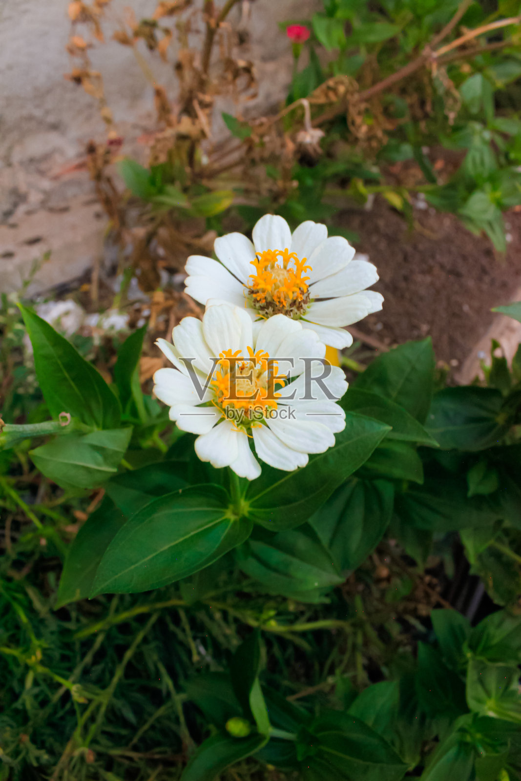 白色的百日菊在花园里盛开。美丽的户外花照片。照片摄影图片