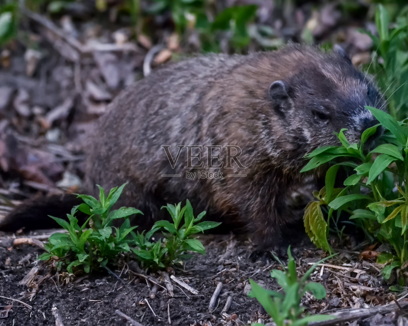 土拨鼠照片摄影图片