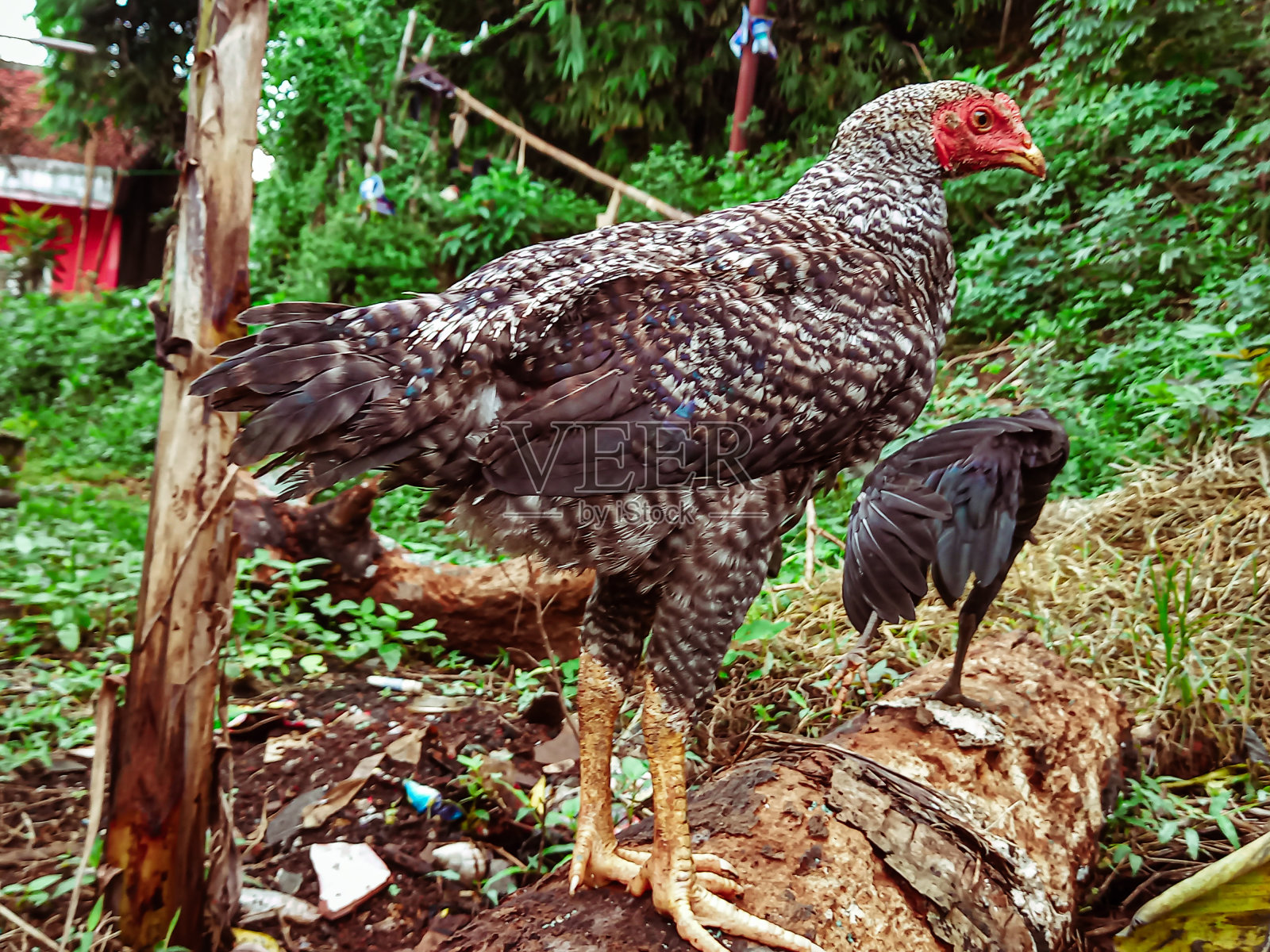 两只散养鸡照片摄影图片