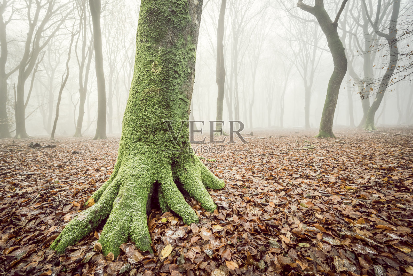 雾蒙蒙的森林，在雾蒙蒙的冬日，山毛榉树周围飘着小雪照片摄影图片