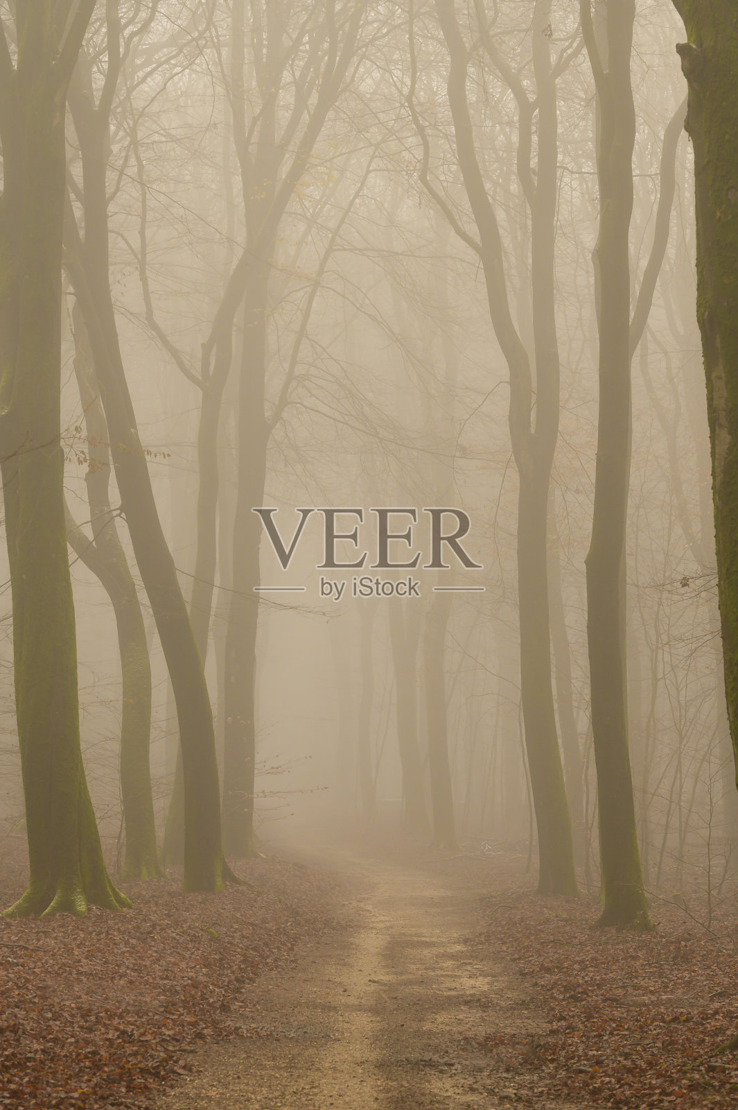 在一个雾蒙蒙的冬日，山毛榉树周围的小雪穿过雾蒙蒙的森林照片摄影图片