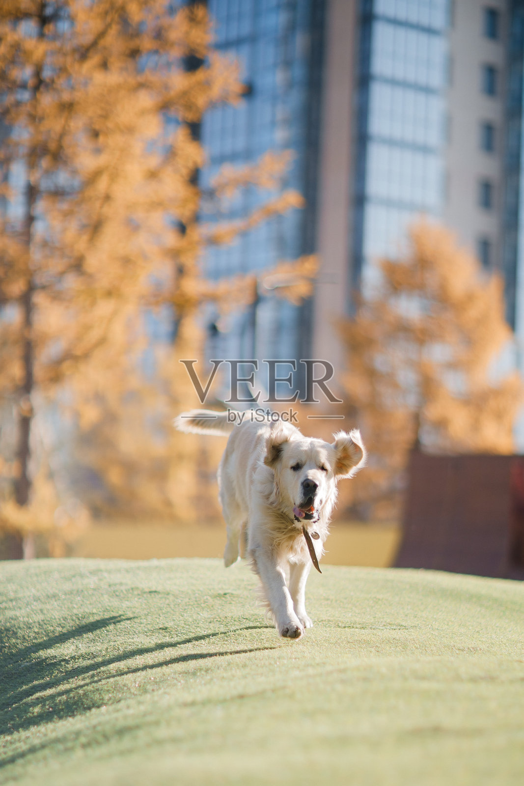 金毛猎犬在公园操场上散步照片摄影图片