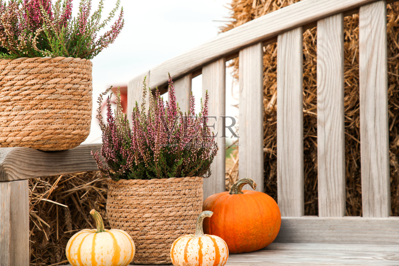 盆里美丽的石南花和户外木凳上的南瓜，为文字留出空间照片摄影图片