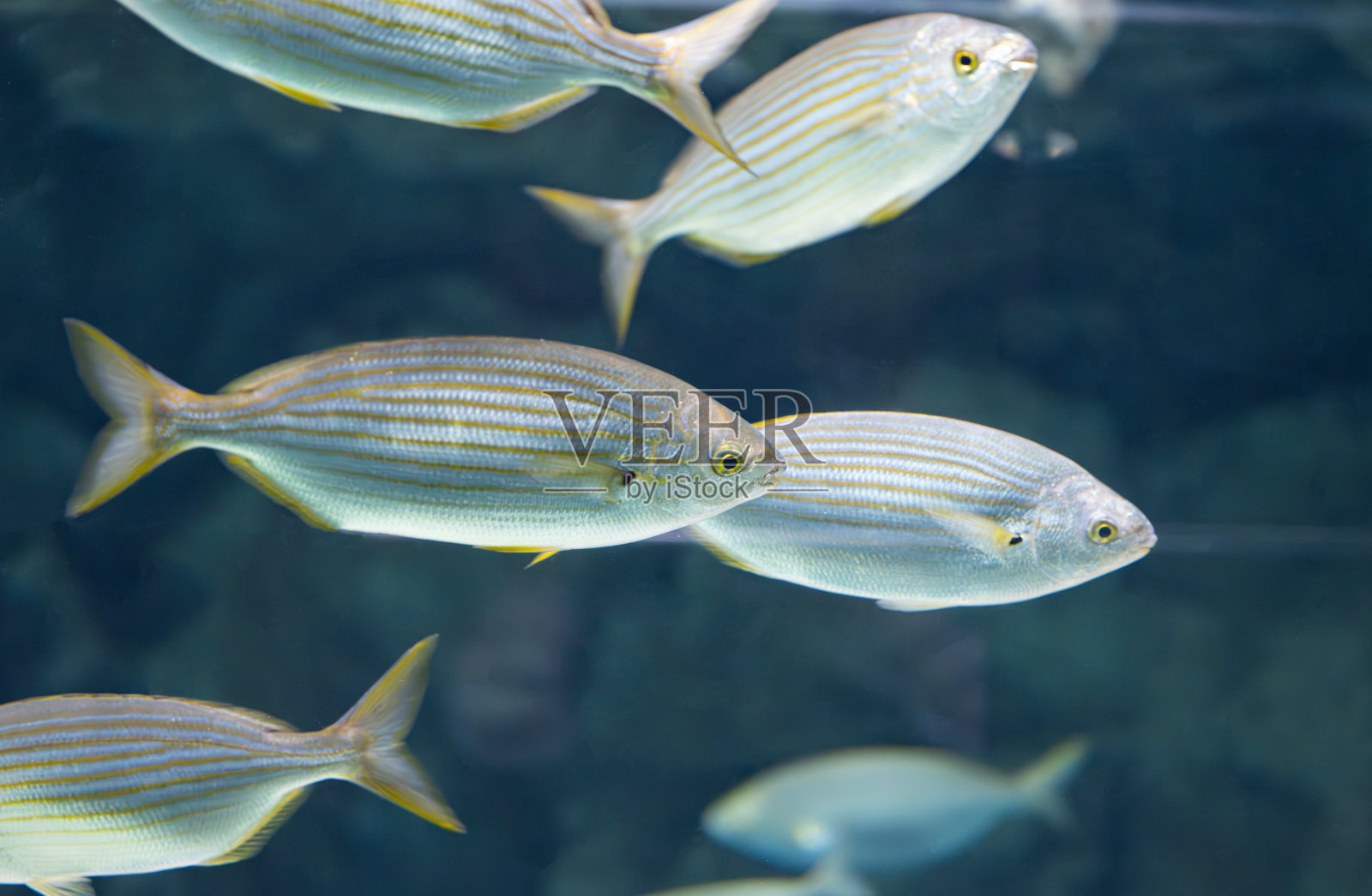 有纵条纹游动的鱼照片摄影图片