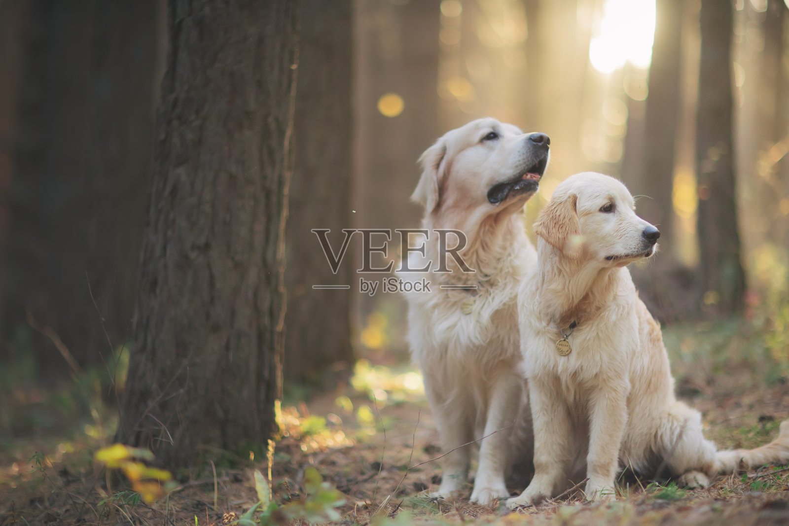 夕阳下，一只金毛猎犬在森林里散步照片摄影图片
