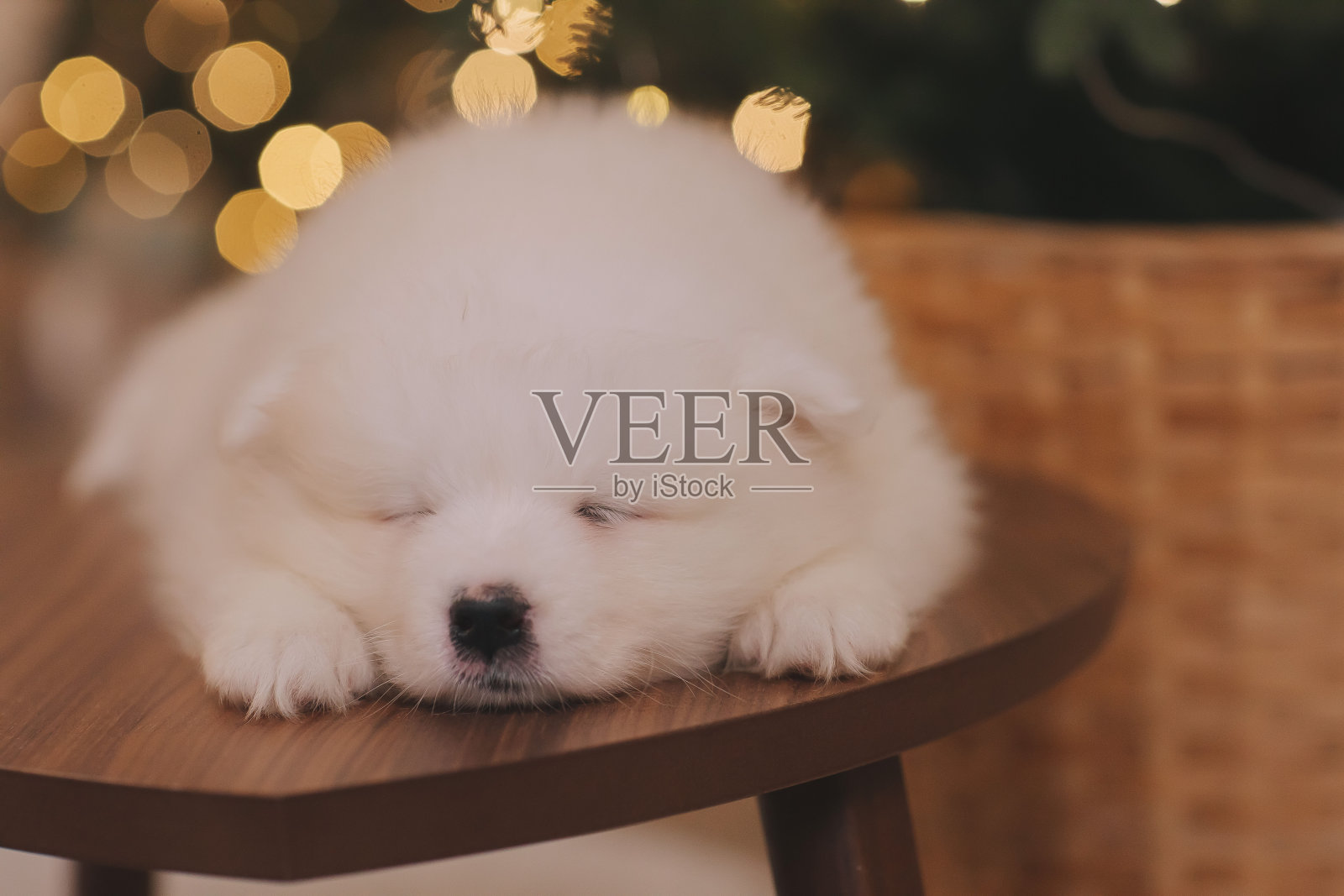 萨摩耶小狗在新年戴着花环的圣诞树下睡觉照片摄影图片