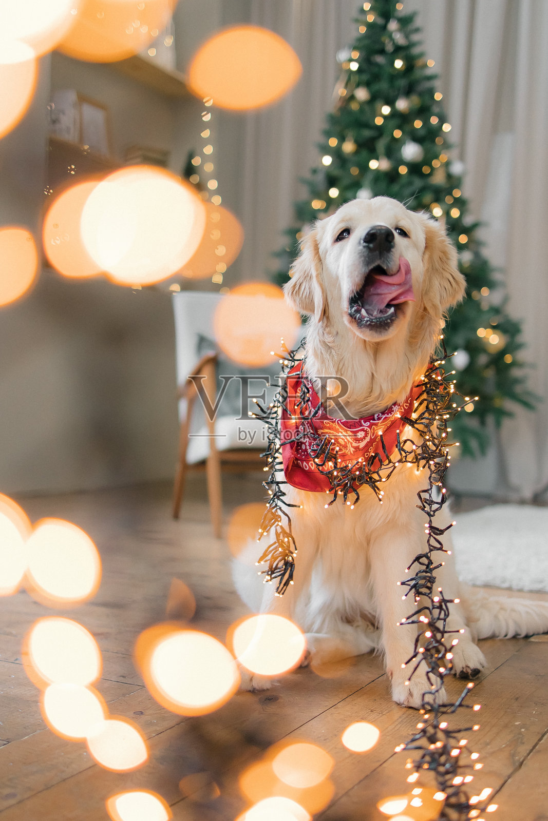 一只金毛猎犬在乡村别墅里过圣诞节，背景是一棵圣诞树，上面挂满了玩具和彩灯照片摄影图片