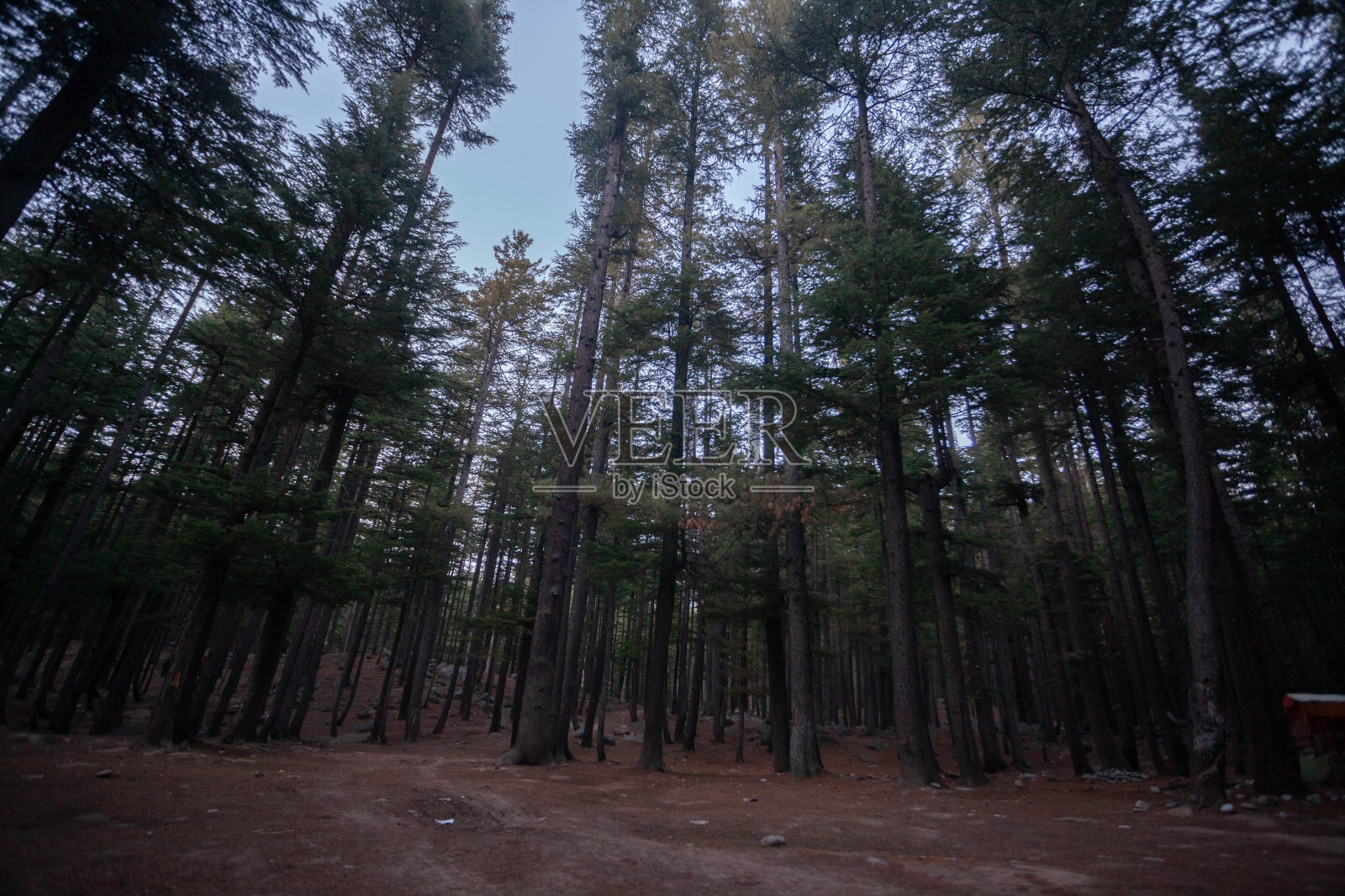 乌苏森林，卡拉姆照片摄影图片