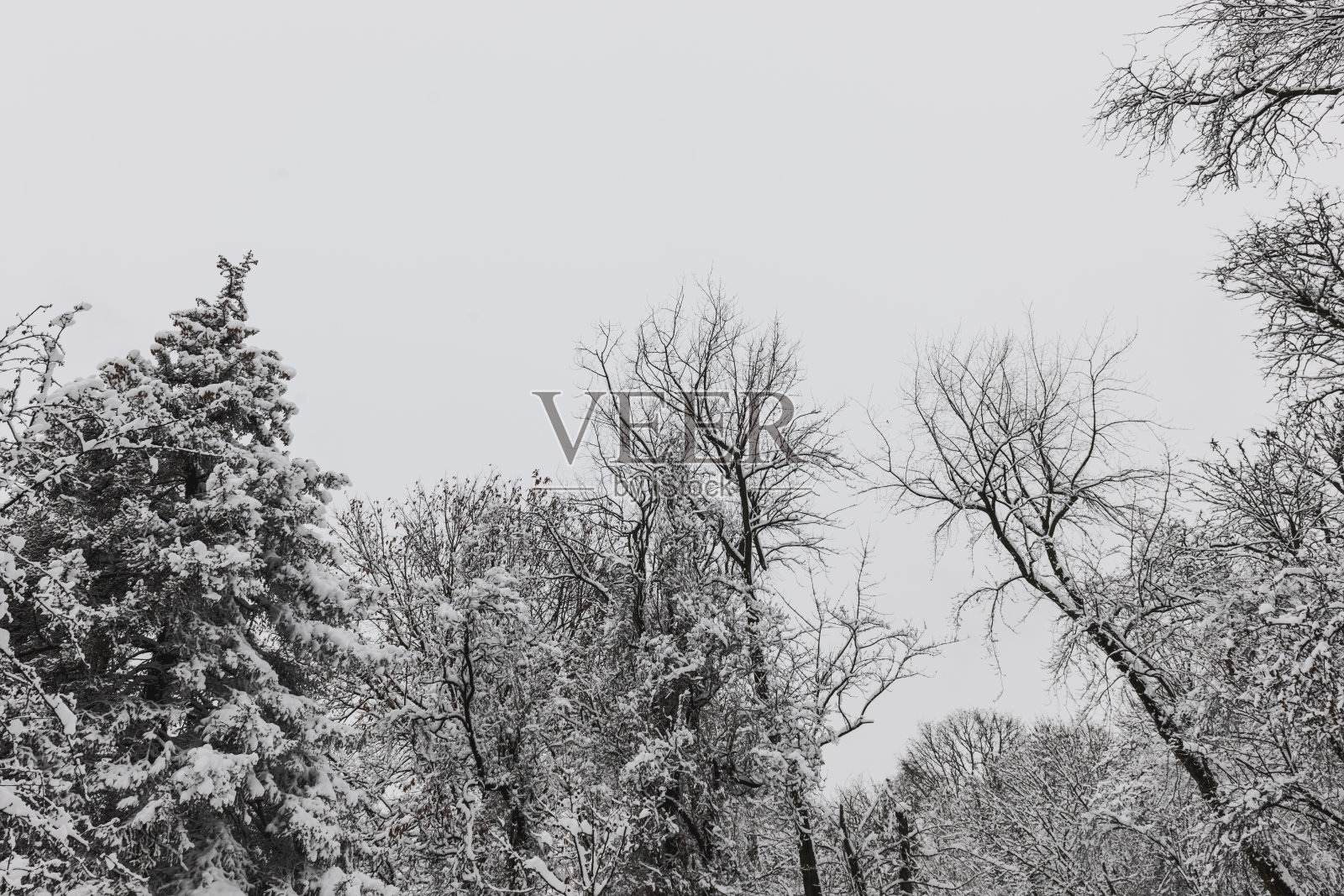 冬天的树照片摄影图片